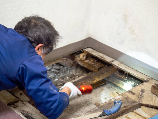  Bisbee, AZ Mold Removal Pros