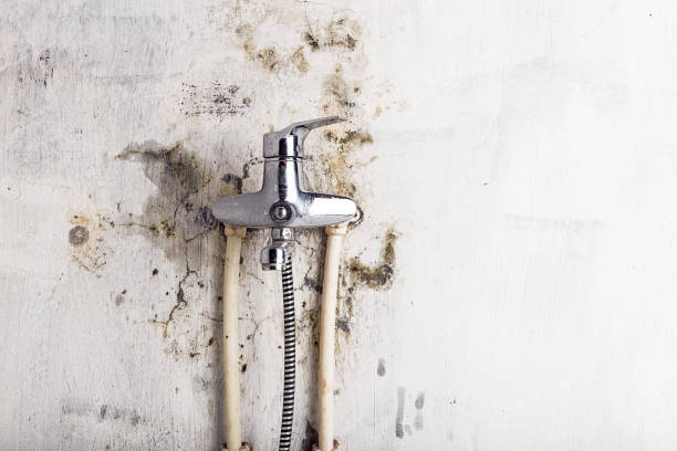 Best Black Mold Removal  in Bisbee, AZ