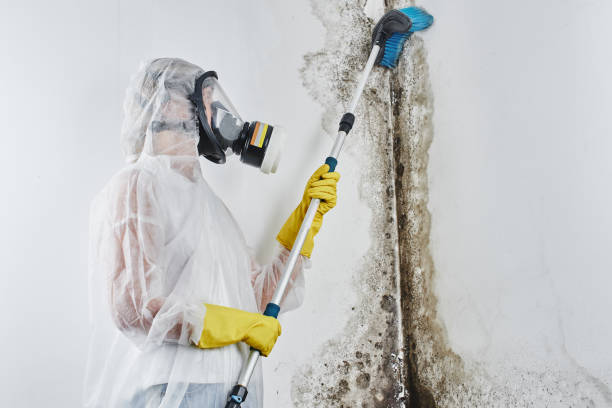 Best Toxic Mold Removal  in Bisbee, AZ
