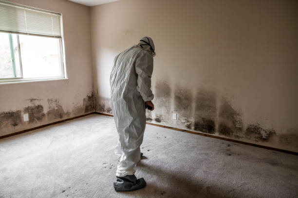 Best Mold Testing  in Bisbee, AZ